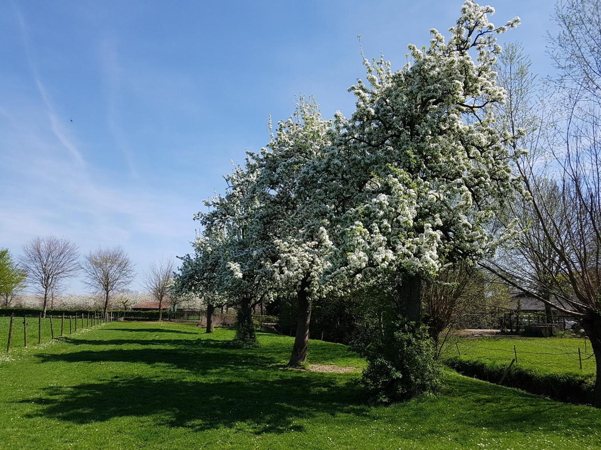 Meschermolen 9 ภายนอก รูปภาพ